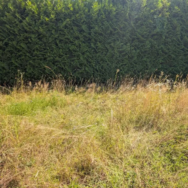 Vorher vs. Nachher , Wildwuchs erstmal auf Ebene bringen.